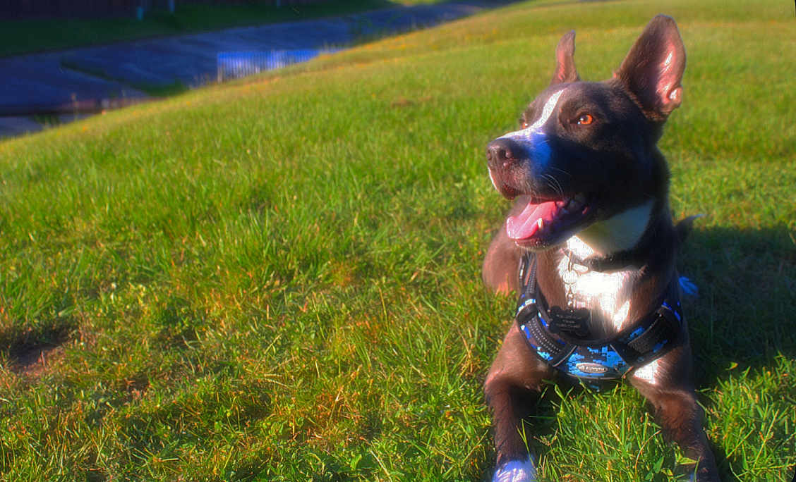 Duke is registered to the contest to win money with this photo: dog, canine, grass, outdoor, sunlight, pet, animal, happy, panting, ears_up, nature, daytime, collar, harness, black_and_white, tongue_out, mammal, lying_down, field, playful