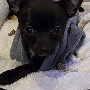 Oréo a rejoint le concours — aidez-le/la à gagner de superbes lots ! dog, black_dog, blanket, bed, cozy, pet, small_dog, indoor, resting, fur, ears, cute, animal, canine, looking, eyes, snuggled, soft, comfort, warm