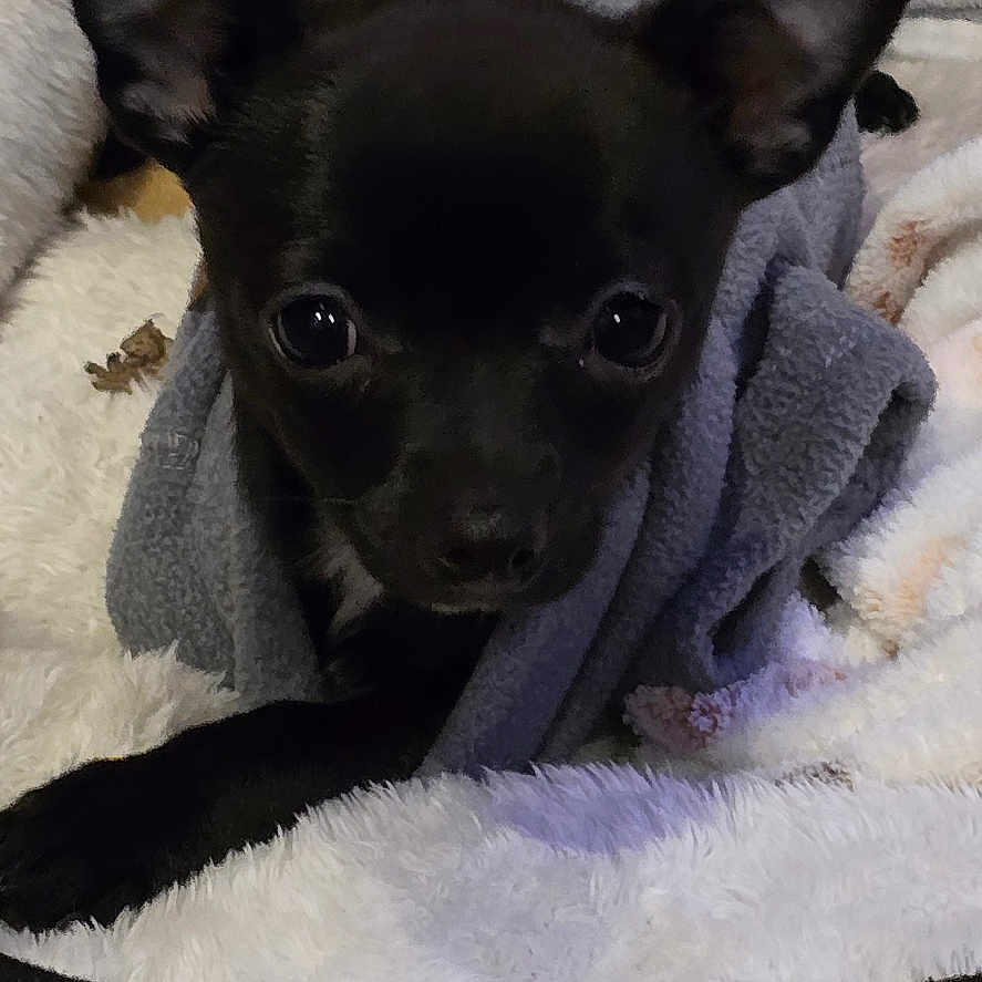 Oréo a rejoint le concours — aidez-le/la à gagner de superbes lots ! animal, bed, black_dog, blanket, canine, comfort, cozy, cute, dog, ears, eyes, fur, indoor, looking, pet, resting, small_dog, snuggled, soft, warm