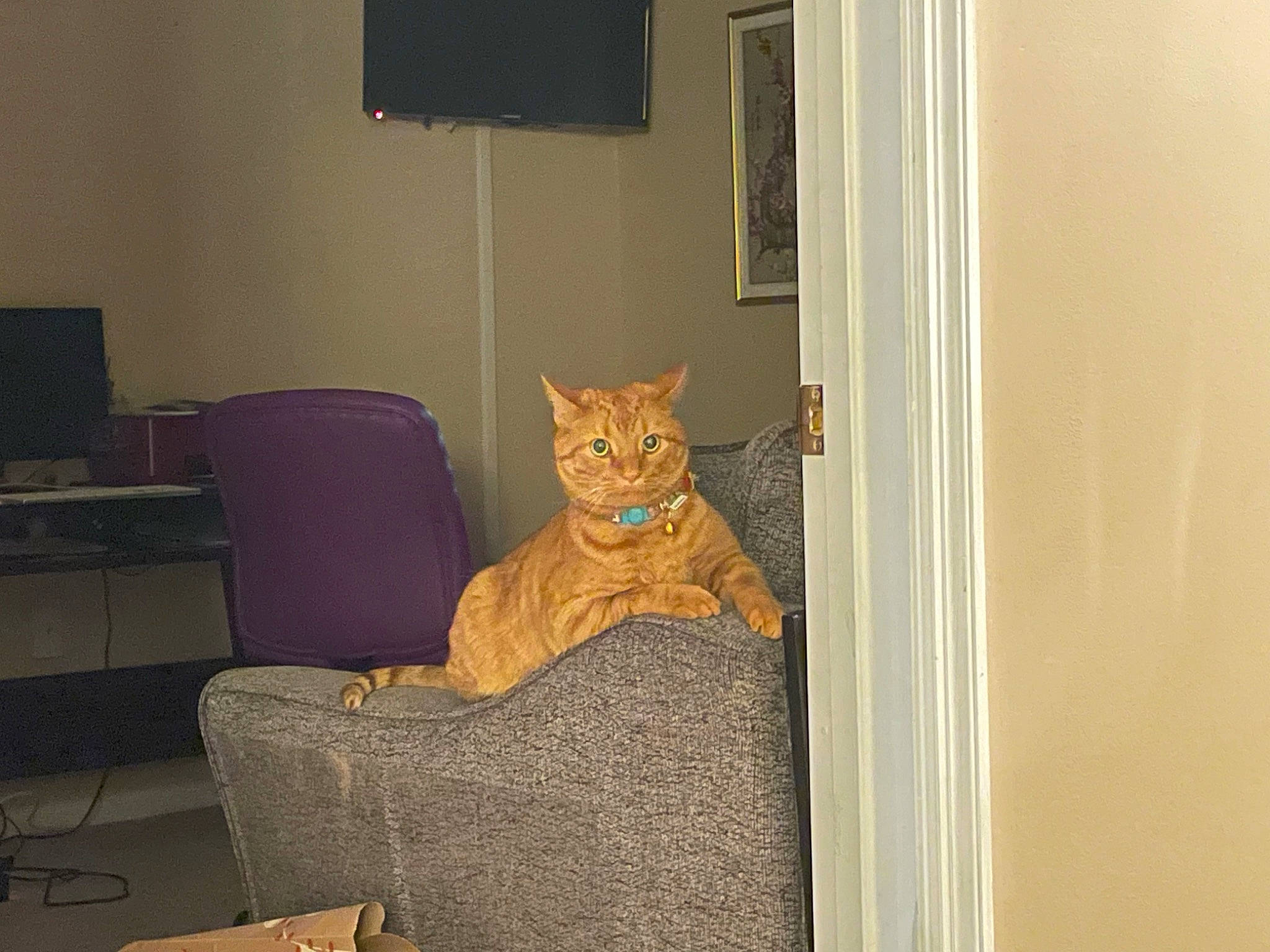 Linus joined the competition — help win amazing prizes! carnivore, cat, chair, comfort, couch, fawn, felidae, floor, flooring, furniture, grey, hardwood, house, linens, small_to_medium_sized_cats, tail, television, whiskers, window, wood