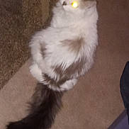 Jojo joined the competition — help win amazing prizes! animal, brown_markings, carpet, cat, companion, cute, domestic, feline, fluffy, fur, glowing_eyes, indoor, long_hair, looking_up, mystical, pet, tail, whiskers, white_fur, yellow_eyes