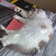 Jojo is registered to the contest to win money with this photo: cat, sleeping_cat, fluffy, bed, blanket, notebook, tablet_case, lint_roller, paw, fur, indoor, cozy, nap, pet, white_cat, gray_spots, striped_bedspread, close_up, relaxed, sleeping