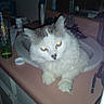 Jojo joined the competition — help win amazing prizes! bathroom, bottle, cat, claws, counter, curious, domestic_cat, feline, flash, fur, glowing_eyes, grey_cat, household, indoor, pet, resting, sink, toiletries, whiskers, white_cat