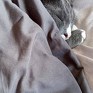 Grayce is registered to the contest to win money with this photo: cat, sleeping_cat, blanket, bed, bedding, fur, paw, ear, nose, whiskers, grey_cat, white_paws, cozy, indoor, nap, closeup, pet, soft, textile, snug