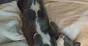 Grayce joined the competition — help win amazing prizes! bed, belly_up, blanket, cat, cozy, cute, domestic_cat, fur, gray, indoor, kitten, mattress, nap, paws, pet, pillow, sleeping, tongue, whiskers, white