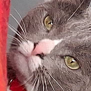 Grayce joined the competition — help win amazing prizes! alert, animal, cat, closeup, curious, cute, domestic_cat, eyes, face, feline, fur, gray_cat, indoor, looking, pet, pink_nose, portrait, red_object, whiskers, white_cat