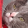 alert, animal, cat, closeup, curious, cute, domestic_cat, eyes, face, feline, fur, gray_cat, indoor, looking, pet, pink_nose, portrait, red_object, whiskers, white_cat