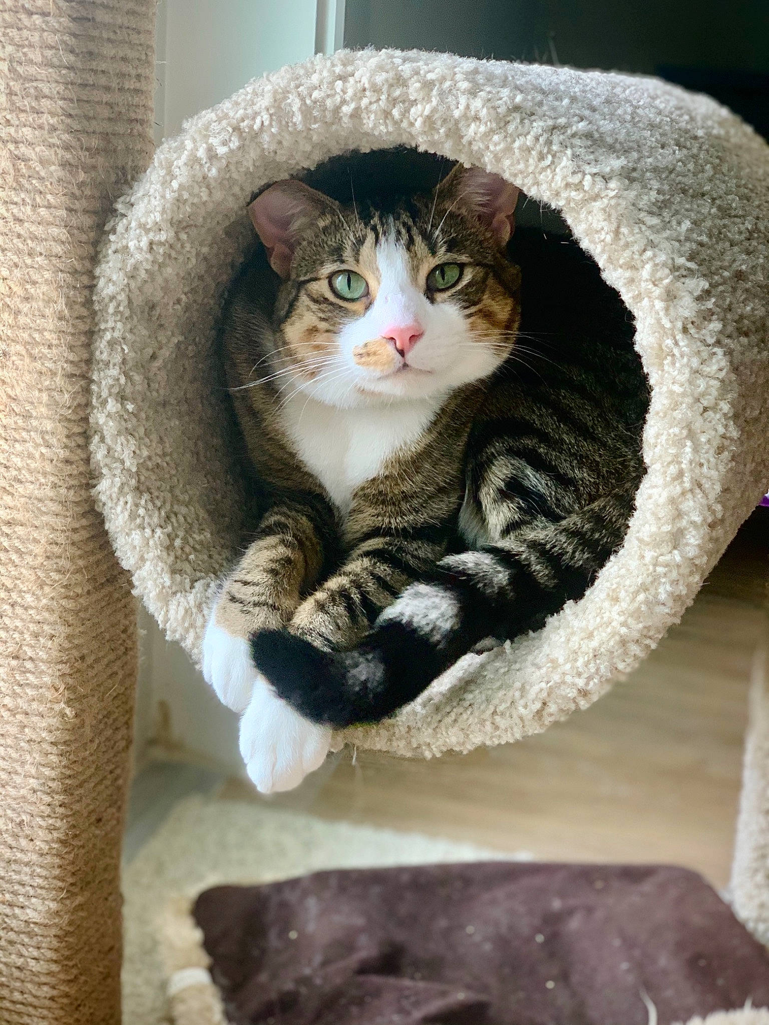 Hammy is registered to the contest to win money with this photo: carnivore, cat, cat_supply, comfort, domestic_short_haired_cat, door, felidae, fur, grey, mammal, paw, pet_supply, sitting, small_to_medium_sized_cats, snout, tail, terrestrial_animal, vertebrate, whiskers, window