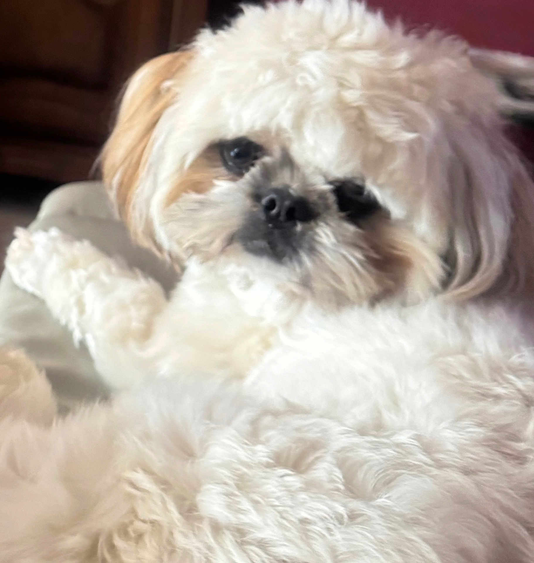 Victor a rejoint le concours — aidez-le/la à gagner de superbes lots ! dog, fluffy, white, close_up, pet, indoor, relaxed, cozy, fur, animal, cute, companion, laying_down, soft_texture, face, nose, ears, portrait, blurred_background, warm_lighting