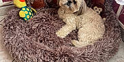 Victor a rejoint le concours — aidez-le/la à gagner de superbes lots ! dog, plush_bed, stuffed_toy, crocheted_duck, monkey_toy, red_wall, leaf_pattern, tiled_floor, pet, fluffy, resting, indoor, cozy, cute, small_dog, fur, toy, comfort, animal, relaxing
