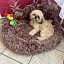 animal, comfort, cozy, crocheted_duck, cute, dog, fluffy, fur, indoor, leaf_pattern, monkey_toy, pet, plush_bed, red_wall, relaxing, resting, small_dog, stuffed_toy, tiled_floor, toy