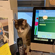 Finn joined the competition — help win amazing prizes! animal, blinds, cat, computer, desk, documents, feline, gray_cat, home_office, indoor, keyboard, monitor, paperwork, pet, photograph, sitting, stationery, telephone, white_cat, window