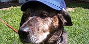Sullivan is registered to the contest to win money with this photo: dog, pet, animal, cap, hat, grass, outdoor, sunlight, collar, canine, brown, brindle, sitting, yard, house, leash, portrait, daytime, muzzle, ears