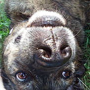 Sullivan joined the competition — help win amazing prizes! dog, close_up, nose, brown_eyes, fur, grass, outdoor, pet, animal, playful, happy, canine, portrait, snout, whiskers, ears, nature, relaxed, friendly, cute