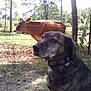 dog, cow, fence, grass, rural, outdoor, animal, pet, farm, nature, tree, field, brown_dog, brown_cow, collar, sunlight, grassland, pasture, canine, livestock