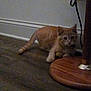 cat, orange_tabby, floor, lamp, wooden_lamp_base, electric_outlet, cord, indoor, curious, pet, animal, feline, crouching, dim_light, wall, baseboard, home, domestic, quiet, still