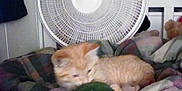 Milo is registered to the contest to win money with this photo: kitten, cat, plush_toy, blanket, fan, bedroom, sleepy, orange_cat, soft_toy, furniture, indoor, cozy, resting, pet, animal, cute, toy, fabric, nap, home