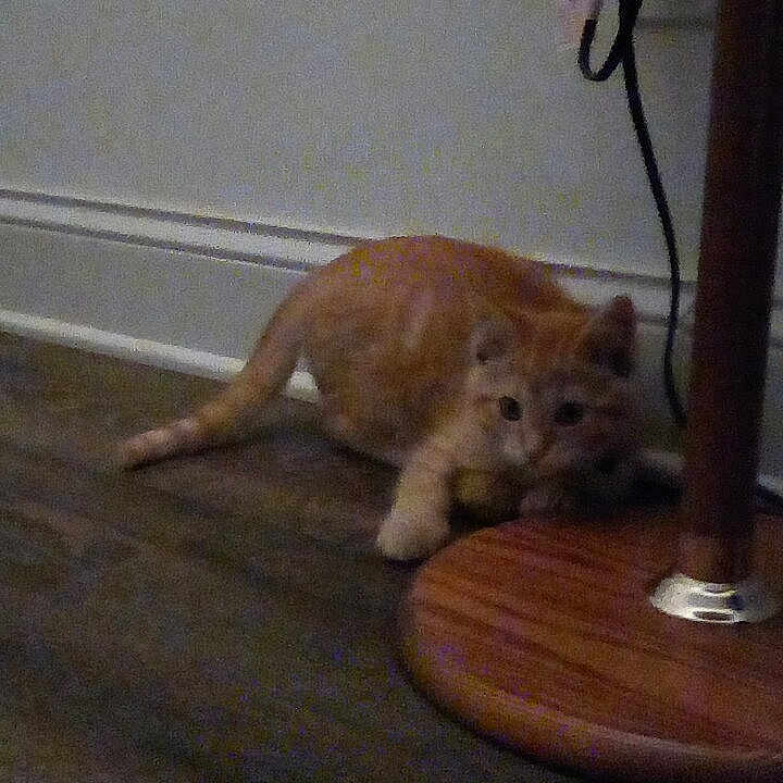Milo