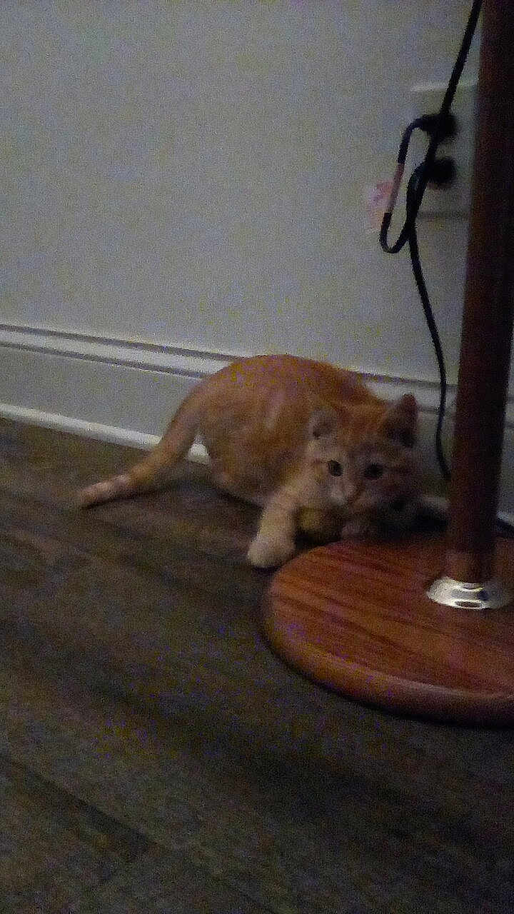 Milo