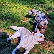 Ollie joined the competition — help win amazing prizes! animal, ball, chasing, dog, dogs, fence, fluffy_dog, fun, grass, happy, nature, outdoor, pet, play, running, shadow, summer, sunlight, white_dog, yard