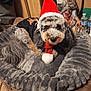 Mylo joined the competition — help win amazing prizes! dog, pet, santa_hat, scarf, holiday, festive, bed, plush, gray, fur, indoor, cozy, blanket, bottle, wood, looking, cute, animal, companion, resting
