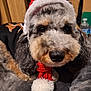 dog, pet, animal, poodle, fluffy, festive, santa_hat, scarf, holiday, cute, indoors, cozy, blanket, fur, black_nose, ears, face, resting, close_up, winter