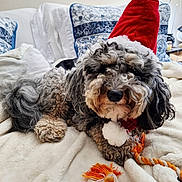 Mylo joined the competition — help win amazing prizes! dog, curly_fur, santa_hat, blanket, toy, indoor, couch, pillow, white, blue, orange, pet, cute, holiday, christmas, cozy, fur, animal, relaxing, playing