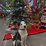 Alaska a rejoint le concours — aidez-le/la à gagner de superbes lots ! dog, christmas_tree, holiday_decorations, gift_box, indoor, store, leash, ornaments, festive, red_carpet, snowman_figure, potted_plant, concrete_floor, decorative_balloons, blue_eyes, black_and_white, seated, curious, winter_theme, holiday_scene