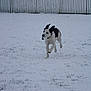animal, black_and_white, canine, cold, collar, daylight, dog, ears, energetic, fence, field, grass, grass_under_snow, motion, outdoor, pet, playful, running, snow, winter