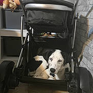 Alaska participe au concours pour gagner de l'argent avec cette photo : animal, black_and_white, blue_eyes, canine, curled_up, dog, doll, floor, gray_wall, household, indoor, leisure, metal_frame, pet, relaxed, storage, stroller, tile_floor, toy, wheel