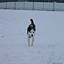 alone, animal, black_and_white, blue_eyes, canine, cold, daytime, dog, fence, field, grass, landscape, nature, outdoor, overcast, pet, snow, trees, walking, winter