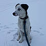 animal, black_and_white, blue_eyes, calm, cold, collar, dog, fence, field, footprints, leash, nature, outdoor, overcast, pet, quiet, sitting, snow, trees, winter
