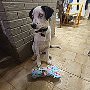 Alaska a rejoint le concours — aidez-le/la à gagner de superbes lots ! dog, black_and_white, gift, wrapped_present, tile_floor, brick_wall, chair, table, kitchen, collar, indoor, pet, floor, furniture, domestic, home, animal, sitting, curious, background