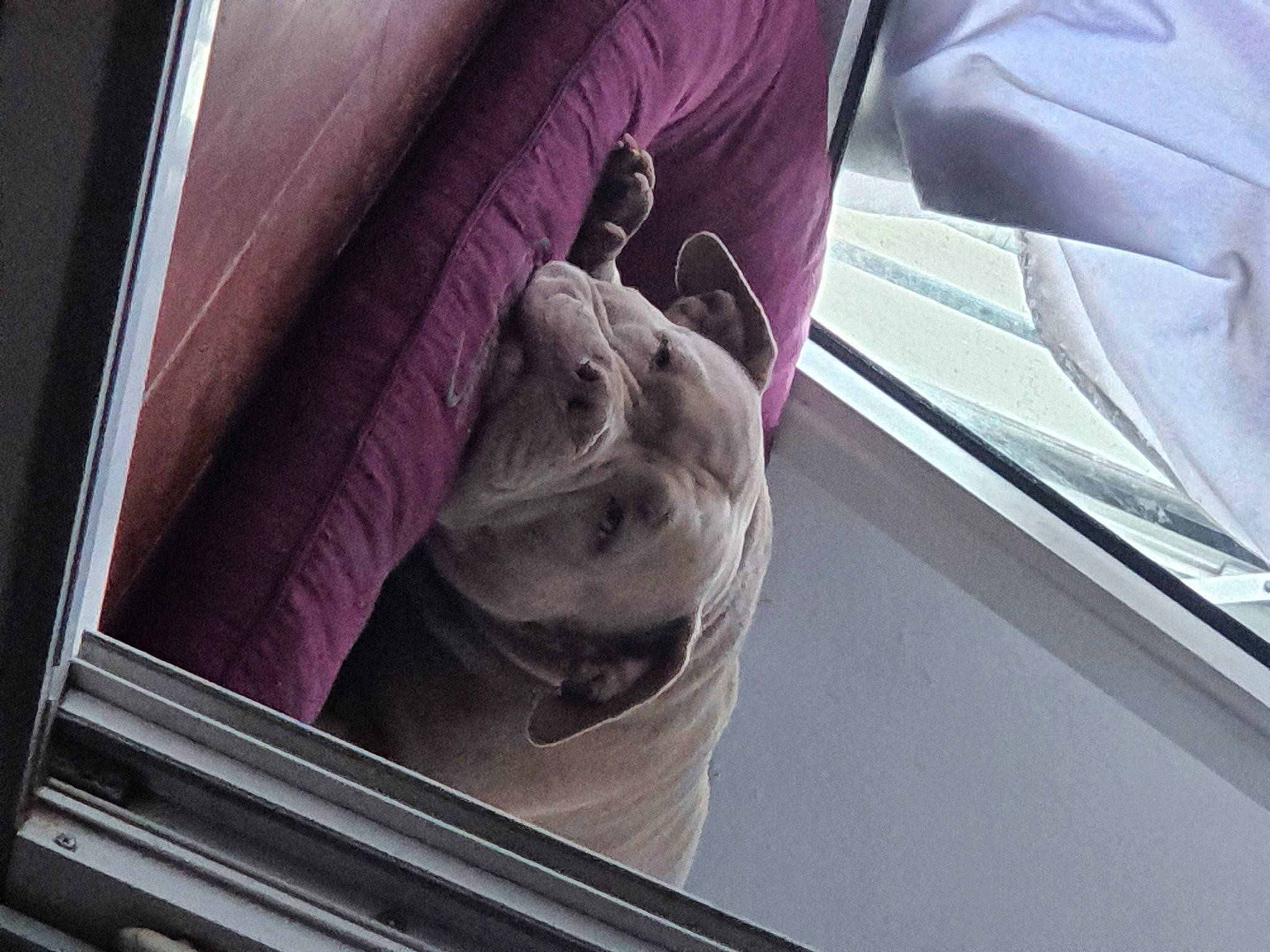 Isis a rejoint le concours — aidez-le/la à gagner de superbes lots ! auto_part, automotive_design, automotive_exterior, automotive_lighting, dog, door, electric_blue, family_car, glass, hood, linens, luxury_vehicle, magenta, metal, motor_vehicle, purple, vehicle_door, windshield, wrinkle