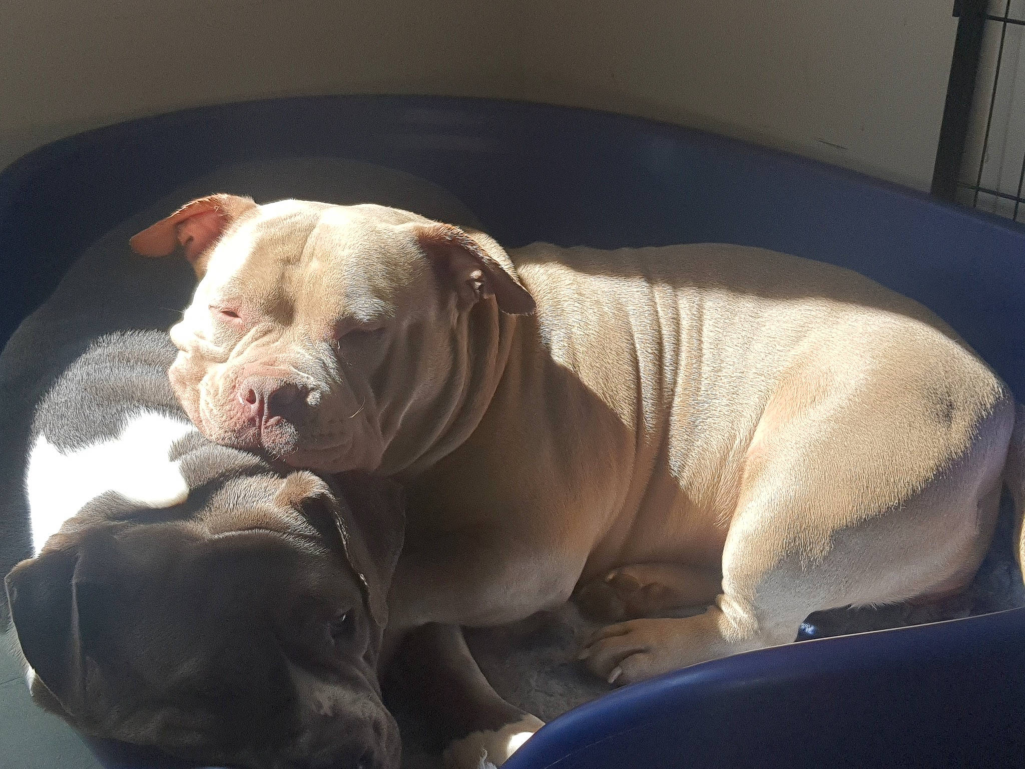 Isis a rejoint le concours — aidez-le/la à gagner de superbes lots ! canidae, carnivore, comfort, companion_dog, dog, dog_breed, fawn, liver, non_sporting_group, pet_supply, snout, sporting_group, terrestrial_animal, whiskers, working_animal, wrinkle