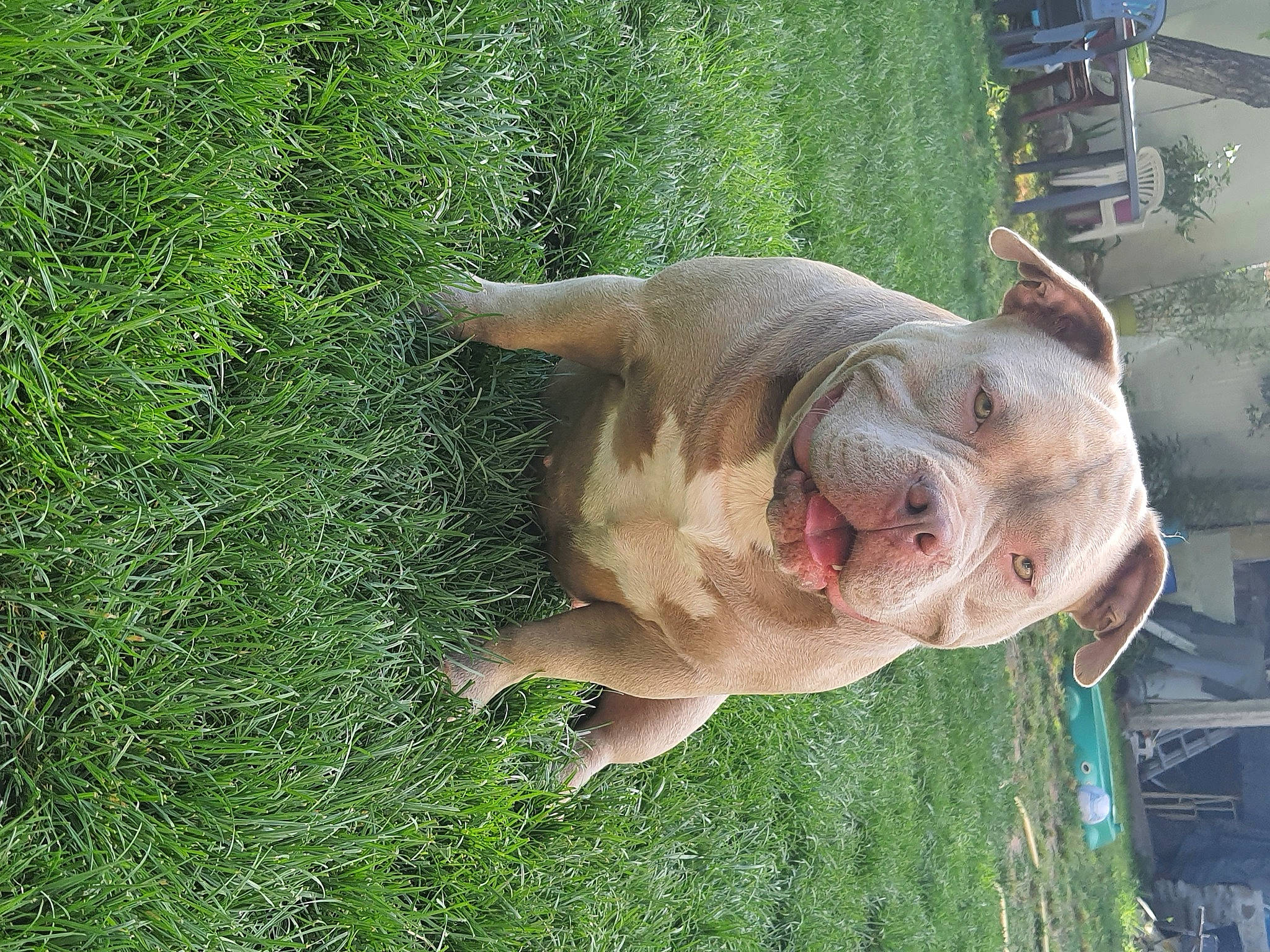 Isis participe au concours pour gagner de l'argent avec cette photo : canidae, carnivore, companion_dog, dog, dog_breed, fawn, grass, grassland, groundcover, liver, meat, pet_supply, plant, sporting_group, tail, terrestrial_animal, working_animal