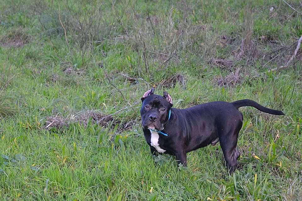 Sushi a rejoint le concours — aidez-le/la à gagner de superbes lots ! borador, canidae, carnivore, collar, companion_dog, dog, dog_breed, dog_collar, dog_supply, fawn, grass, grassland, guard_dog, gun_dog, leash, pet_supply, plant, tail, terrestrial_animal, working_animal