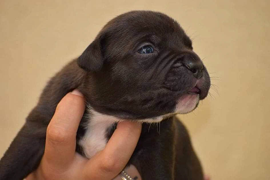 Sushi a rejoint le concours — aidez-le/la à gagner de superbes lots ! ancient_dog_breeds, bulldog, canidae, carnivore, companion_dog, dog, dog_breed, ear, fawn, fur, liver, non_sporting_group, pug, snout, sporting_group, terrestrial_animal, toy_dog, whiskers, working_animal, wrinkle