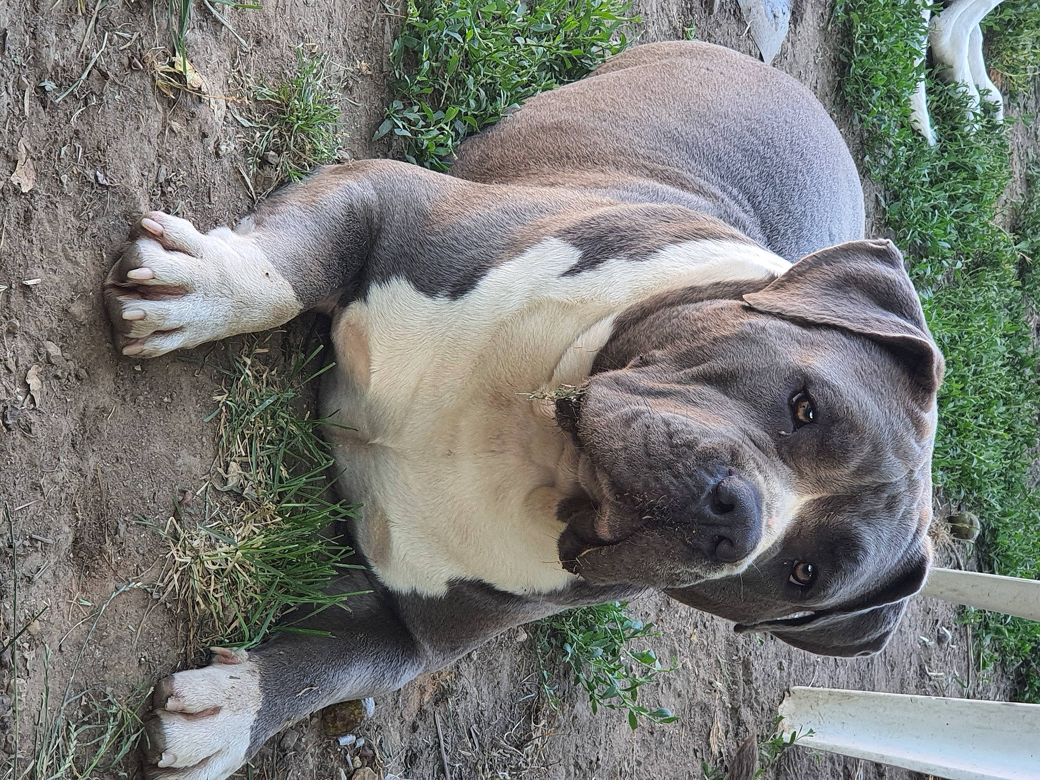 Bella a rejoint le concours — aidez-le/la à gagner de superbes lots ! adaptation, carnivore, dog_breed, fawn, grass, jaw, pack_animal, plant, safari, snout, sporting_group, terrestrial_animal, tree, wildlife, working_animal, wrinkle, zoo