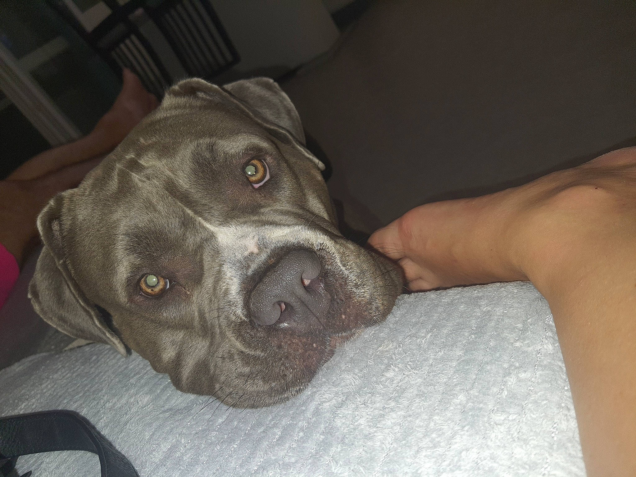 Bella participe au concours pour gagner de l'argent avec cette photo : borador, canidae, carnivore, collar, comfort, companion_dog, dog, dog_breed, ear, fawn, fur, grey, guard_dog, liver, snout, sporting_group, terrestrial_animal, whiskers, working_animal, wrinkle