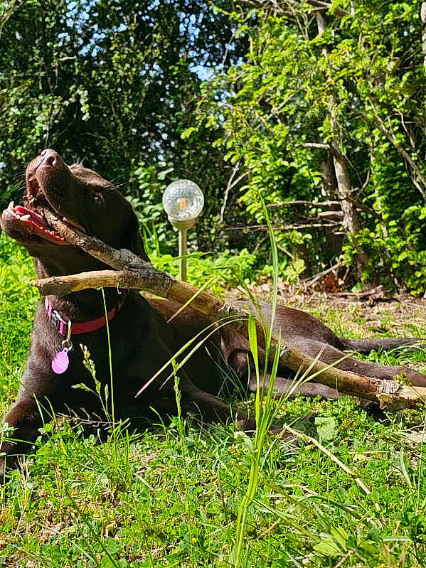 Taïga participe au concours pour gagner de l'argent avec cette photo : fawn, forest, grass, groundcover, hat, jungle, landscape, lawn_ornament, leisure, plant, recreation, sculpture, shrub, sunglasses, terrestrial_animal, terrestrial_plant, tree, trunk, wood, working_animal