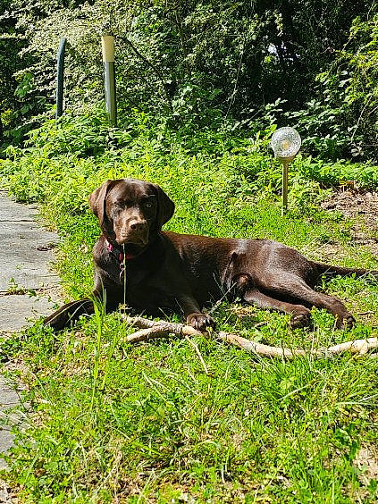 Taïga a rejoint le concours — aidez-le/la à gagner de superbes lots ! borador, canidae, carnivore, collar, companion_dog, dog, dog_breed, dog_collar, grass, groundcover, guard_dog, gun_dog, liver, plant, retriever, sporting_group, tail, terrestrial_animal, tree, working_animal