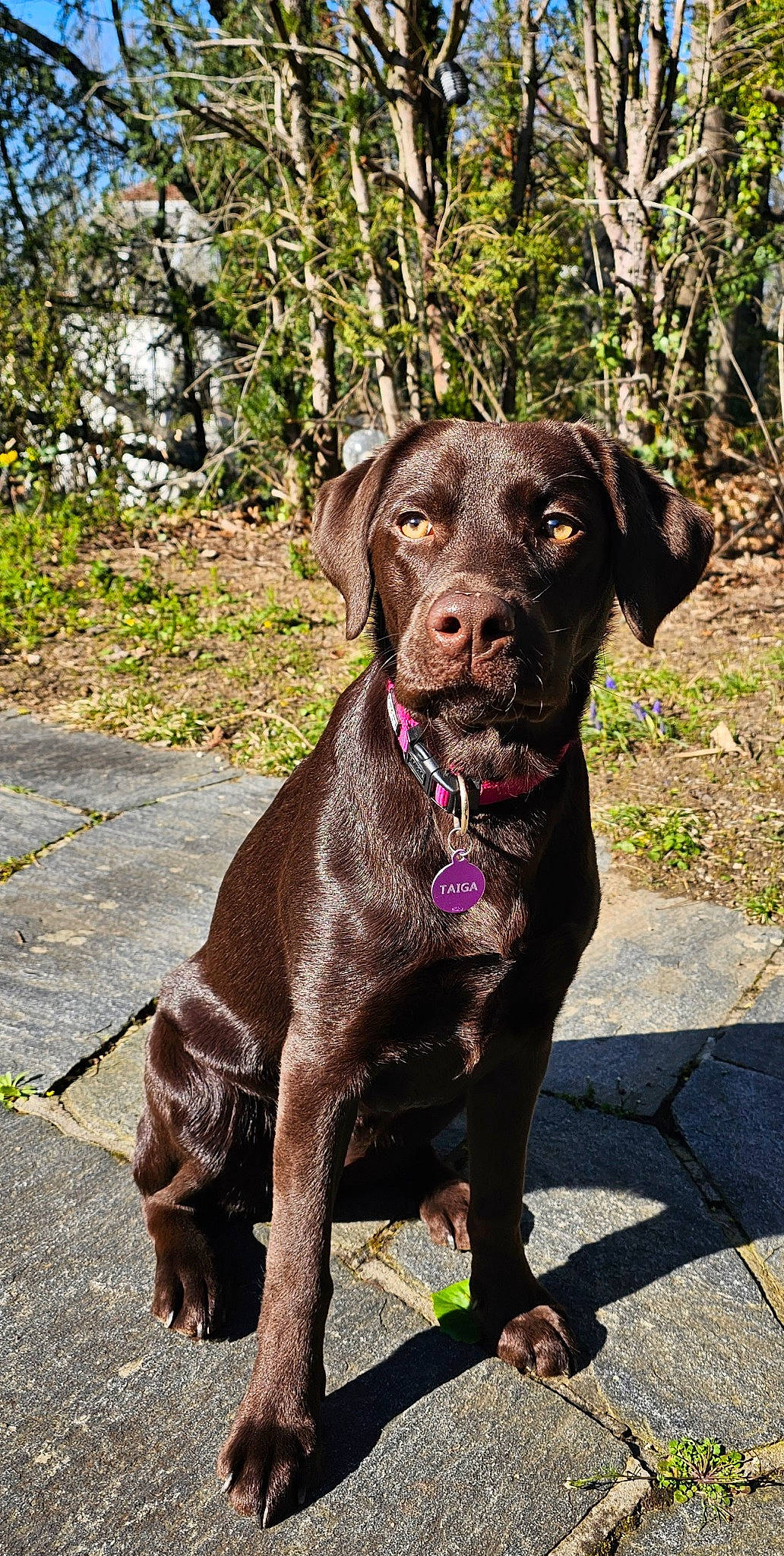 Taïga a rejoint le concours — aidez-le/la à gagner de superbes lots ! art, borador, canidae, carnivore, collar, companion_dog, dog, dog_breed, dog_collar, fawn, fur, gun_dog, hunting_dog, leash, liver, plant, sporting_group, terrestrial_animal, tree, working_animal