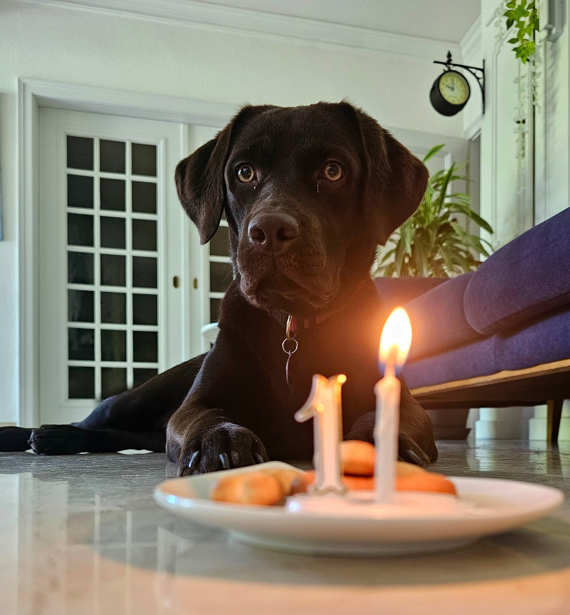 Taïga a rejoint le concours — aidez-le/la à gagner de superbes lots ! candle, canidae, carnivore, collar, companion_dog, dog, dog_breed, dog_collar, fawn, fire, flooring, houseplant, liver, plant, snout, sporting_group, tableware, wax, window, working_animal