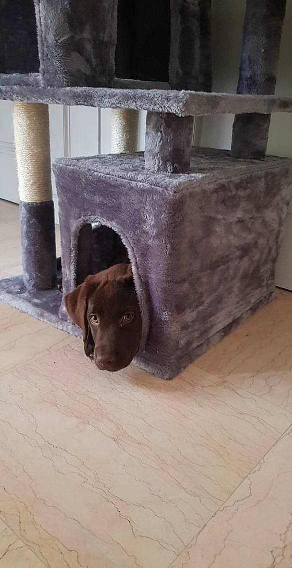 Taïga participe au concours pour gagner de l'argent avec cette photo : brick, canidae, carnivore, companion_dog, dog, dog_breed, fawn, floor, flooring, gas, hardwood, liver, metal, pet_supply, snout, sporting_group, tints_and_shades, wood, wood_stain, working_animal
