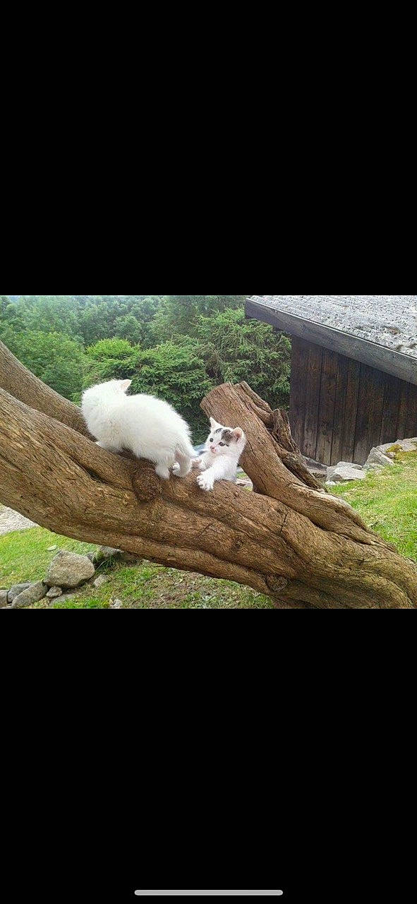 Pinceau Et Socrate a rejoint le concours — aidez-le/la à gagner de superbes lots ! domestic_rabbit, felidae, fur, goat, goat_antelope, goats, grass, landscape, mammal, organism, plant, rabbit, rabbits_and_hares, tail, terrestrial_animal, tree, trunk, vertebrate, wildlife, wood