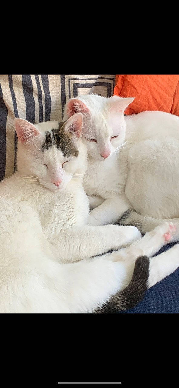 Pinceau Et Socrate a rejoint le concours — aidez-le/la à gagner de superbes lots ! carnivore, cat, claw, comfort, domestic_short_haired_cat, felidae, fur, paw, pet_supply, small_to_medium_sized_cats, snout, tail, whiskers