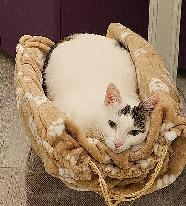 Pinceau Et Socrate participe au concours pour gagner de l'argent avec cette photo : basket, beige, carnivore, cat, cat_bed, cat_supply, comfort, domestic_short_haired_cat, fashion_accessory, fawn, felidae, fur, linens, nap, paw, pet_supply, small_to_medium_sized_cats, snout, tail, whiskers