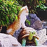 Tigrou participe au concours pour gagner de l'argent avec cette photo : animal_interaction, bush, curious, decorative_lamp, garden, greenery, kitten, nature, orange_cat, outdoor, pebbles, pet, plant, rocks, small_animal, statue, sunlight, turtle, white_cat, young_cat