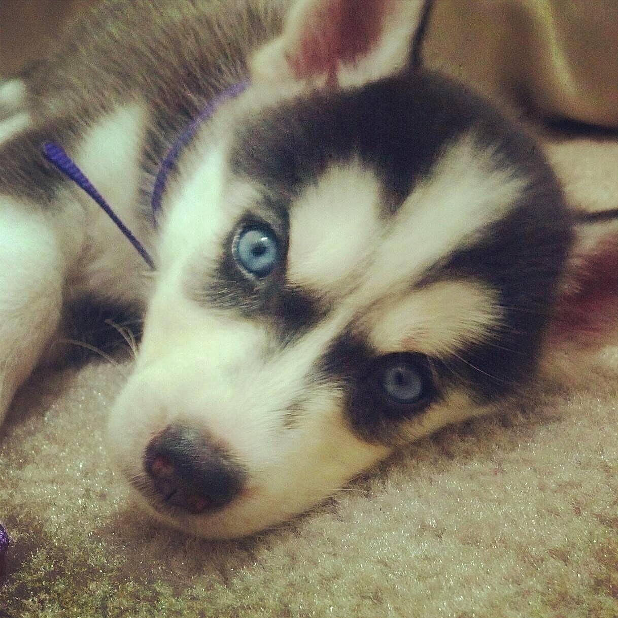 Aspen joined the competition — help win amazing prizes! ancient_dog_breeds, canidae, canis, carnivore, companion_dog, dog, dog_breed, fur, paw, siberian_husky, sled_dog, snout, sporting_group, terrestrial_animal, wheel, whiskers, wildlife, working_animal, working_dog